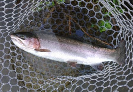 サクラマスは不発気味だったけど楽しめたフィッシングパーク高島の泉